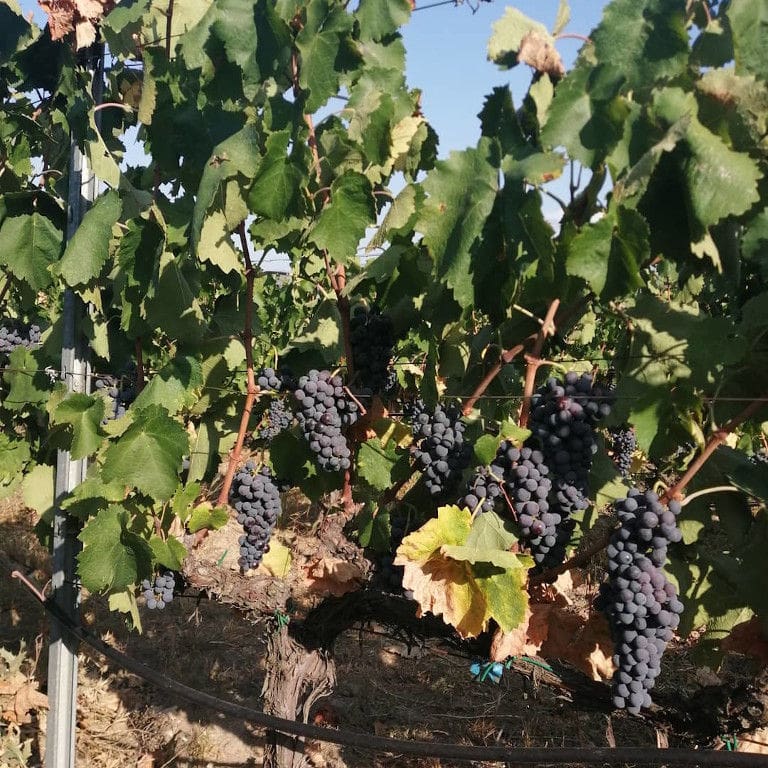 'Domaine Karanika' vineyards full of bunches of black grapes